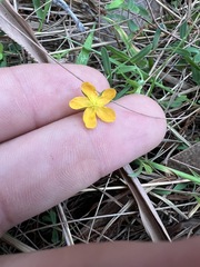 Small St. John's Wort (Hypericum gramineum)