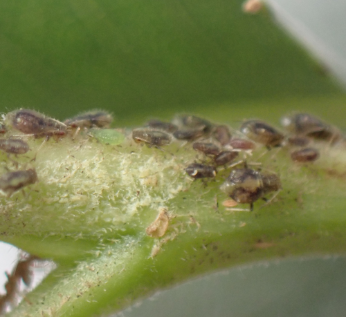 iNaturalist observation photo of Chaitophorus