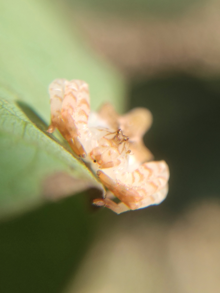 Epicadus rubripes