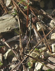 Phanogomphus oklahomensis