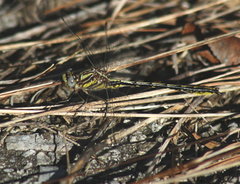 Phanogomphus oklahomensis