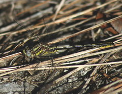 Phanogomphus oklahomensis
