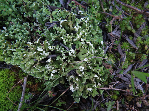 Cladonia convoluta image