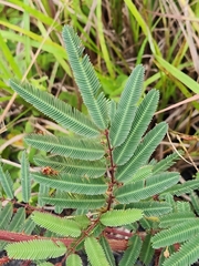 Mimosa pigra image