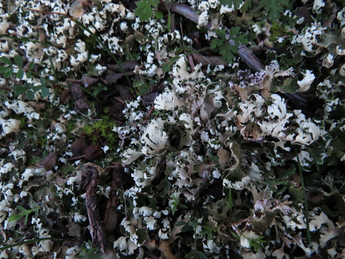 Cladonia convoluta image
