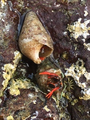 Calcinus californiensis