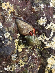 Calcinus californiensis