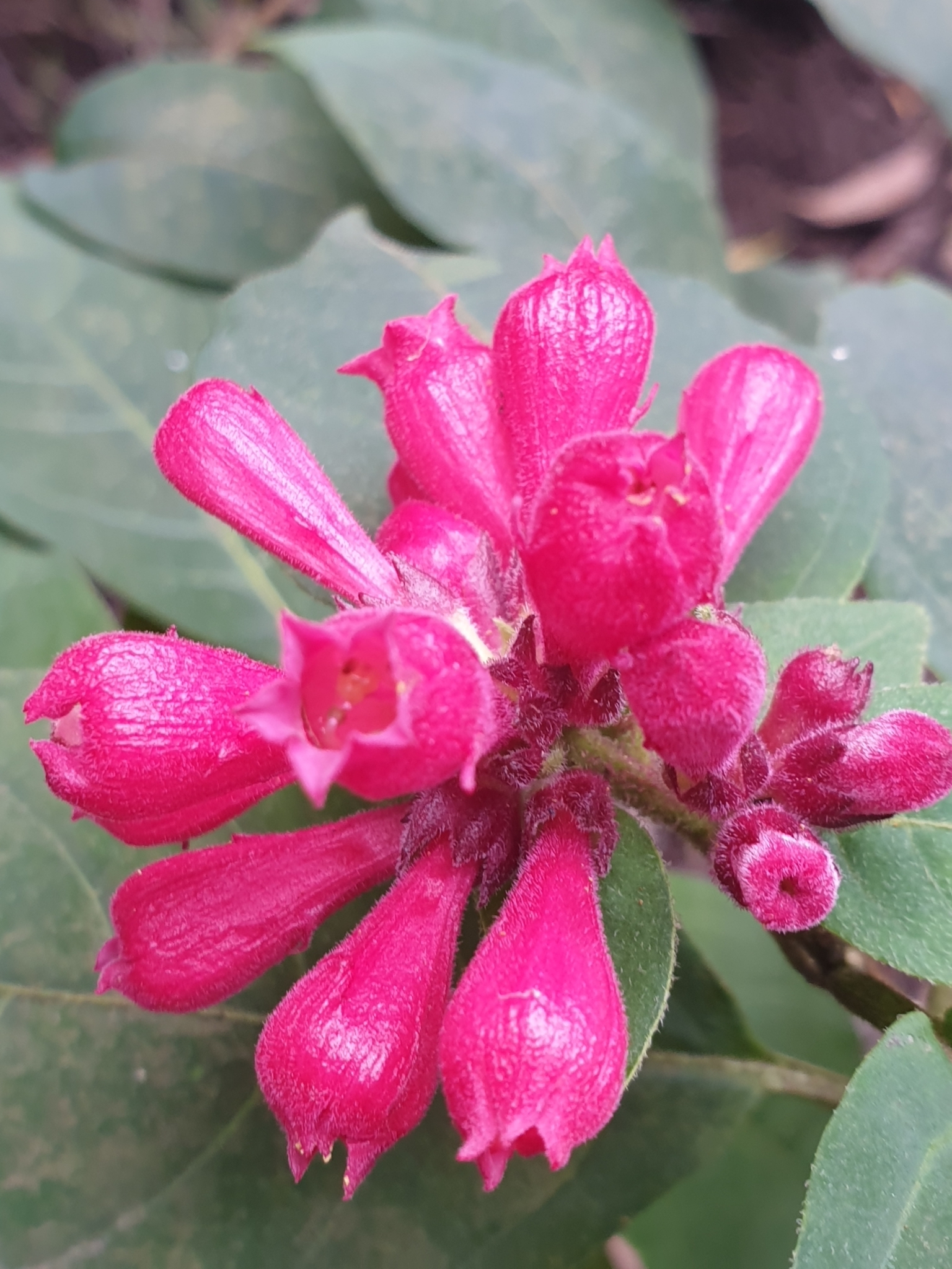 Cestrum elegans