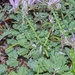 Cleome stricta - Photo (c) Sune Holt, some rights reserved (CC BY-NC), uploaded by Sune Holt