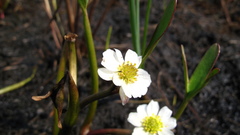 Ranunculus pallasii