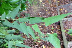 Callianthe megapotamica