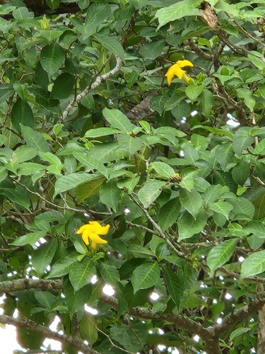 Image of Tabernaemontana grandiflora by (c) Jo Roberts, some rights reserved (CC BY)