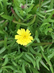 Malacothrix foliosa polycephala
