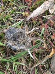 Peromyscus maniculatus exterus