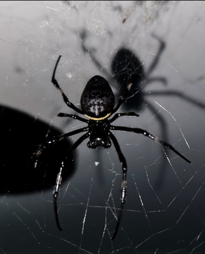 Photo of African Hermit Spider (Nephilingis cruentata)