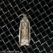 White-edged Ancylis Moth - Photo (c) Erika Mitchell, some rights reserved (CC BY-NC)