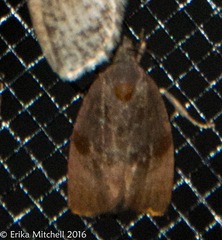 Evora hemidesma