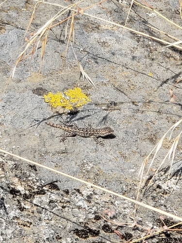 iNaturalist observation photo of Spiny Lizards