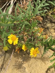 Deinandra clementina