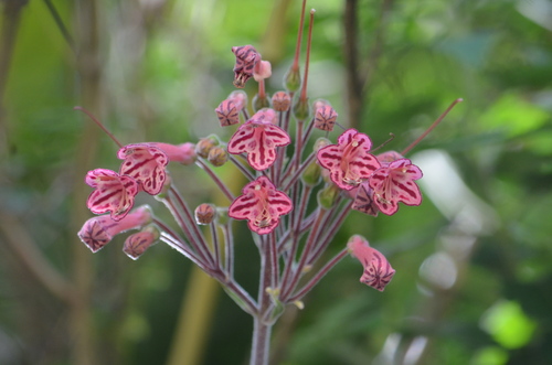 Sinningia nivalis