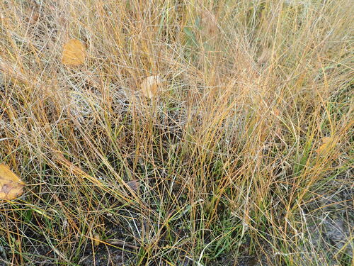 Image of Eleocharis elliptica by no rights reserved