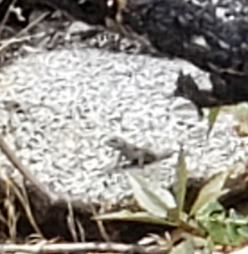 iNaturalist observation photo of Western Fence Lizard