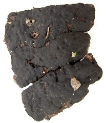 Biscogniauxia mediterranea