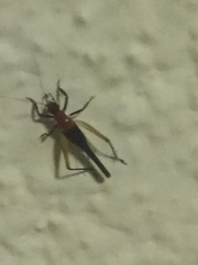 Homoeoxipha lycoides