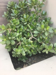 Crassula ovata