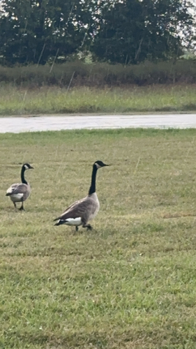 Canada Goose photographed in Kansas