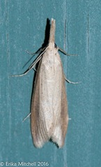 Donacaula