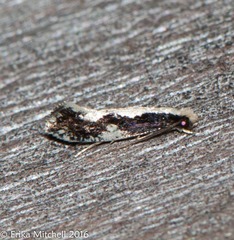 Monopis dorsistrigella