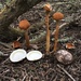 Sandy Stilt-Puffball - Photo (c) Adam J. Searcy, some rights reserved (CC BY-NC), uploaded by Adam J. Searcy