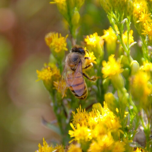 iNaturalist observation photo of Western Honey Bee