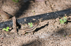 Leiocephalus cubensis
