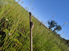 Hyperolius parallelus