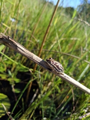 Hyperolius parallelus