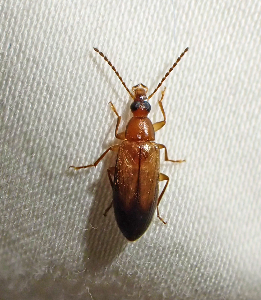 Bark Comb-clawed Beetles