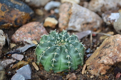 Echinocereus pulchellus