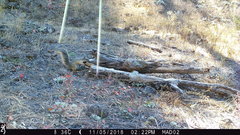 Sciurus nayaritensis apache