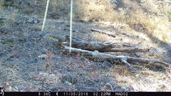 Sciurus nayaritensis apache