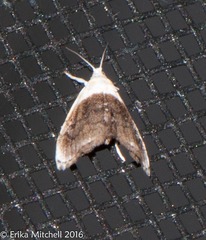 Lipocosmodes fuliginosalis