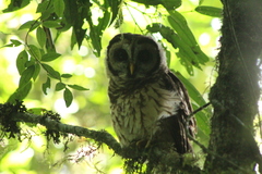 Strix fulvescens