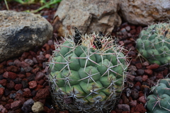 Thelocactus hexaedrophorus hexaedrophorus