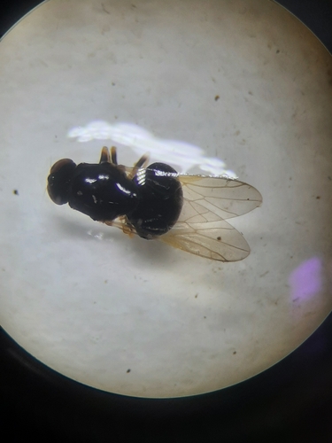 Popanomyia femoralis