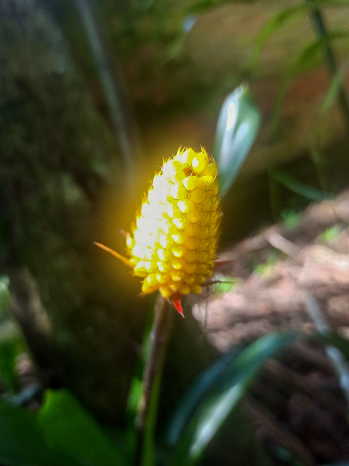 Aechmea calyculata