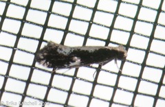 Monopis dorsistrigella