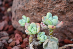 Sedum clavatum