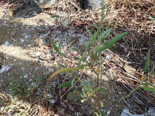 Atriplex subcordata iNat (1)