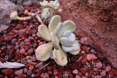Pachyphytum bracteosum
